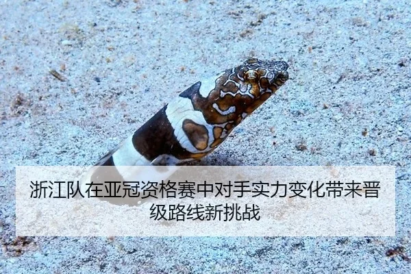 浙江队在亚冠资格赛中对手实力变化带来晋级路线新挑战